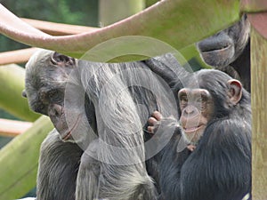 Group of Chimpanzees on play equipment mother father and baby chimp