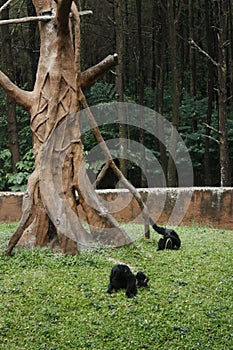 a group of chimpanzees playing on a green meadow