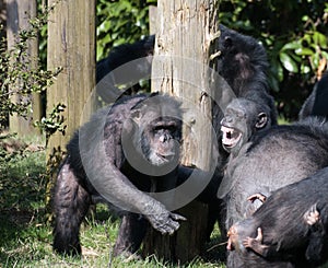 A group of Chimpanzees playing together