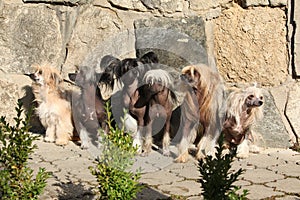 Gruppo da cinese crestato il cane giardino 