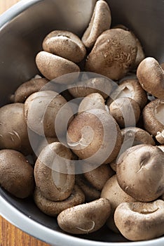 Group of Chinese mushroom,close up