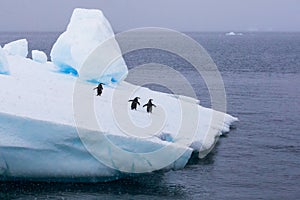 Group of chinstrap penguins on iceberg in Antarctica going to the sea to feed on krill, concept about wildlife preservation and