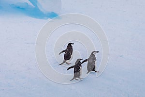 Group of chinstrap penguins on iceberg in Antarctica, white frozen landscape, wildlife preservation, Antarctic peninsula