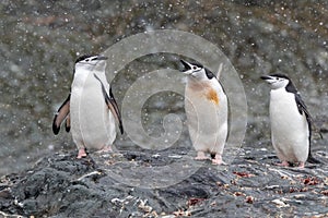 A group of Chinstrap penguins staring towards a noisy, screaming, friend.