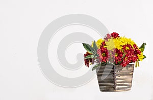 group of chrysanthemum flower red and yellow blooming in ceramic vase. Isolated on white concrete wall background. pretty gift