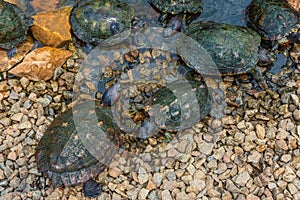 Group of Chrysemys Picta, or painted turtle, in Singapore Botanic Gardens