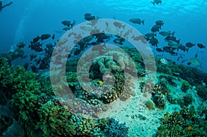 Group of chubs fishes Kyphosus cinerascens swim above coral reefs in Gili, Lombok, Nusa Tenggara Barat, Indonesia underwater photo