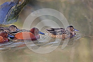 Group of Cinnamon Teal, Anas cyanoptera