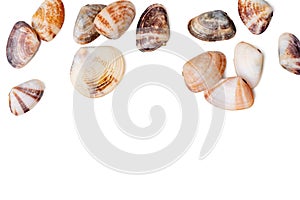The group of clam shells are scattered on a white background