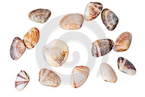 The group of clam shells are scattered on a white background