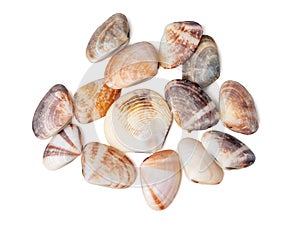 The group of clam shells are scattered on a white background