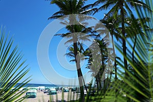 Group of close up palm trees over clear blue sky and sandy beach