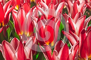 Group and close up of red white lily-flowered single beautiful tulips