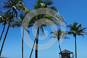 Group of close up tall palm trees in a row over clear blue sky i