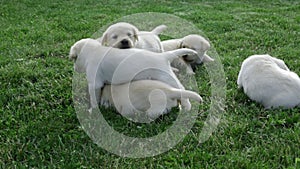 Group of clumsy labrador retriever puppies in the grass