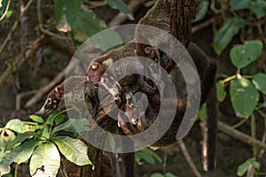 A Group of Coatis in the Jungle photo