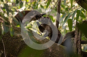 A Group of Coatis in the Jungle photo