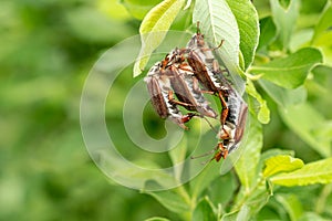 Group of cockchafers during mating season