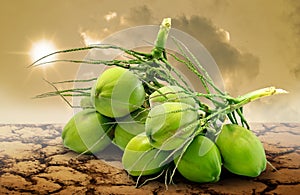 Group of coconut fruit on dry land, Famine concept