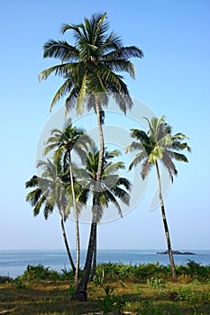 Group of coconut palm plantation