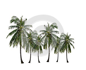 Group of coconut palm tree growing up in the garden isolated on white.