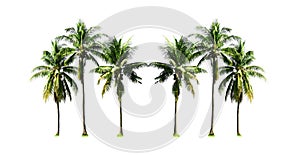 Group of coconut palm trees growing up on the sea beach at Phuket Island south of Thailand isolated on white background.