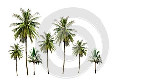 Group of coconut palm trees isolated on white background