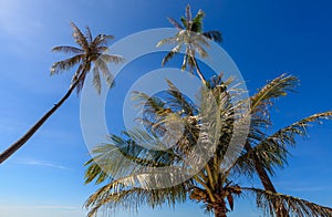 Group of coconut tree grow to the clear blue sky.