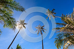 Group of coconut tree grow to the clear blue sky with sunlight shine through.