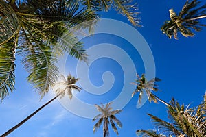 Group of coconut tree grow to the clear blue sky with sunlight shine through.