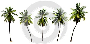 Group of coconut tree  growing up on seabeach ingredients of thai food or drinks isolated on white background