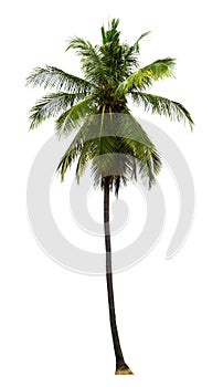 Single coconut tree growing up on seabeach ingredients of thai food or drinks isolated on white background