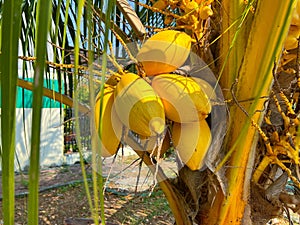 Group of Coconut Tree or Yellow Colored Coconut Fruit or Cocos Nucifera