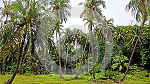 a group of coconut trees with green leaves, with lots of fruit, and towering trunks