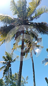 a group of coconut trees planted behind the house can provide coolness during a hot day