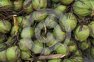 Group of coconuts for background