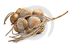 Group of Coconuts Shell