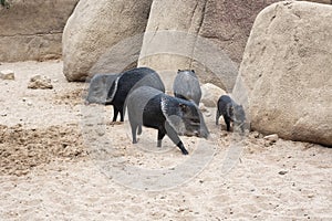 A group of collar peccaries living in the desert of the zoo