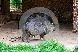 A group of collared peccaries