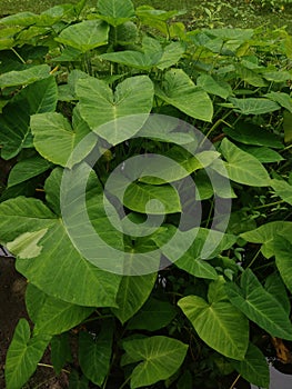 Group of colocasia before harvesting photo