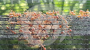 Group colony of weaver ants carrying dead moth back to their nest