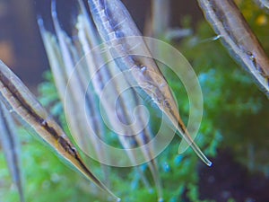 The group of color razorfish in a clear water fish tank.