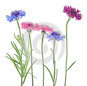 Group of colored cornflowers isolated on white background. Bachelor button flowers