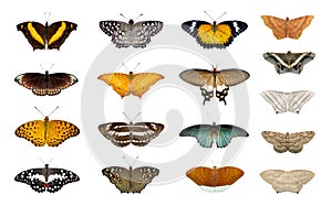 Group of colorful butterflys and moth isolated on a white background. Insect. Animal