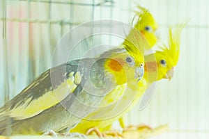 Group of colorful Corella parrots in a cage.