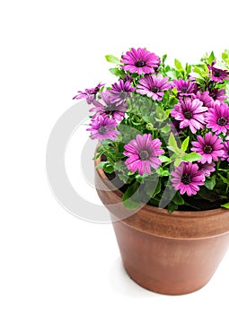 Group of colorful daisy flowers in clay pot isolated on white