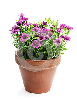 Group of colorful daisy flowers in clay pot isolated on white