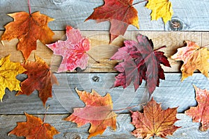 Group of Colorful Fall Maple Leaves on Wood Background