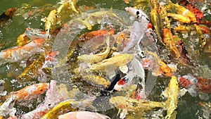 A group of colorful fancy carp swim in the clear water pond, it’s golden red orange and yellow of body koi fish