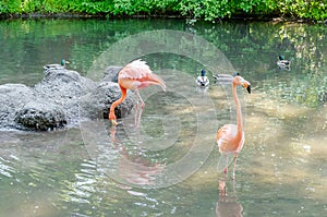 Colorful flamingos bathing